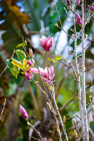 Fleurs Arbre Rose Magnolia Branche Rapprochée Extérieur Dans Jardin — Photo