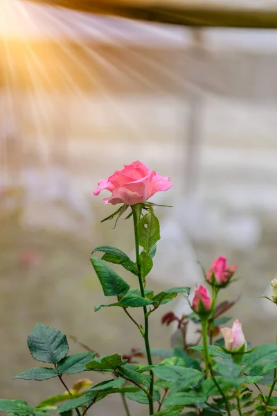 Portre Romantik Bir Çiçek Bahçesinde Tomurcukları Ile Yükseldi Bir Bitki — Stok fotoğraf