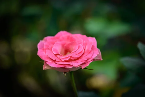Крупним Планом Троянда Бруньками Романтичному Квітковому Саду Рожевий Сад Розплідник — стокове фото