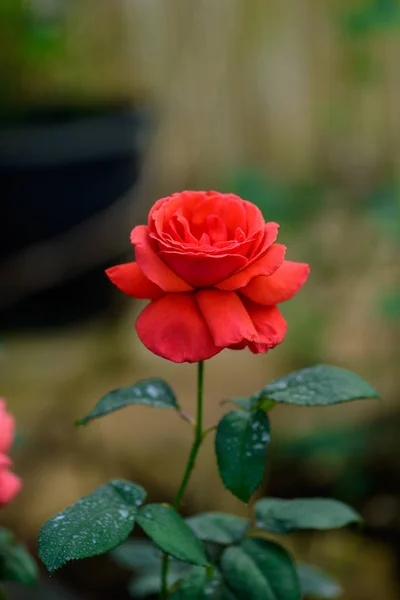 Primer Plano Rosa Con Brotes Romántico Jardín Flores Vivero Jardín —  Fotos de Stock