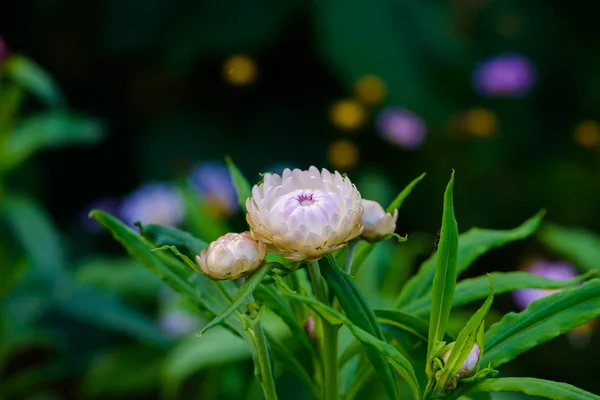 Rhodanthe Chlorocephala Rosea Helipterum Roseum Věčný Daisy Papíru Sedmikráska Roseum — Stock fotografie