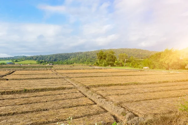 Paisaje Vista Campo Hortalizas Agricultura Reciente Crecimiento Preparación Del Suelo —  Fotos de Stock