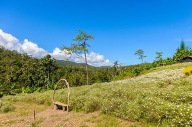 Chrysanthemum çayı, Aomlong, Samoeng, Chiang Mai, Tayland ile su üretmek için krizantem ekimi.