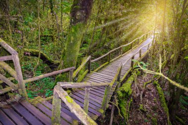 Ang Ka Luang doğa iz eğitim bir doğa iz içinde Chiang Mai, Tayland en yüksek Doi Inthanon Ulusal Park'ta bir yağmur ormanı var. fotoğrafçı ve turistler için çok popüler. Doğal ve seyahat kavramı.