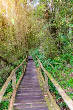 Ang Ka Luang doğa iz eğitim bir doğa iz içinde Chiang Mai, Tayland en yüksek Doi Inthanon Ulusal Park'ta bir yağmur ormanı var. fotoğrafçı ve turistler için çok popüler. Doğal ve seyahat kavramı.
