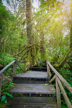 Ang Ka Luang doğa iz eğitim bir doğa iz içinde Chiang Mai, Tayland en yüksek Doi Inthanon Ulusal Park'ta bir yağmur ormanı var. fotoğrafçı ve turistler için çok popüler. Doğal ve seyahat kavramı.