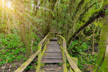 Ang Ka Luang doğa iz eğitim bir doğa iz içinde Chiang Mai, Tayland en yüksek Doi Inthanon Ulusal Park'ta bir yağmur ormanı var. fotoğrafçı ve turistler için çok popüler. Doğal ve seyahat kavramı.