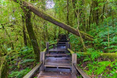 Ang Ka Luang doğa iz eğitim bir doğa iz içinde Chiang Mai, Tayland en yüksek Doi Inthanon Ulusal Park'ta bir yağmur ormanı var. fotoğrafçı ve turistler için çok popüler. Doğal ve seyahat kavramı.