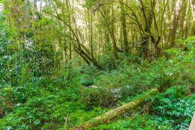 Kew Mae Pan Trekking doğa iz iz derin tropikal yağmur ormanları orman manzara ile lider. Seyahat arka plan kew mae pan Doi Inthanon Park, chiang mai, Tayland
