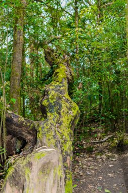 Kew Mae Pan Trekking doğa iz iz derin tropikal yağmur ormanları orman manzara ile lider. Seyahat arka plan kew mae pan Doi Inthanon Park, chiang mai, Tayland