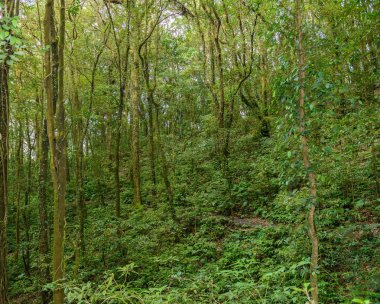Kew Mae Pan Trekking doğa iz iz derin tropikal yağmur ormanları orman manzara ile lider. Seyahat arka plan kew mae pan Doi Inthanon Park, chiang mai, Tayland