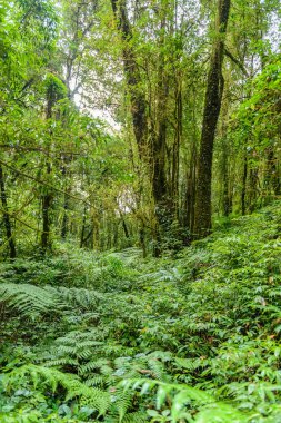 Kew Mae Pan Trekking doğa iz iz derin tropikal yağmur ormanları orman manzara ile lider. Seyahat arka plan kew mae pan Doi Inthanon Park, chiang mai, Tayland