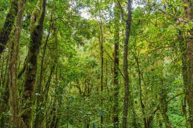Kew Mae Pan Trekking doğa iz iz derin tropikal yağmur ormanları orman manzara ile lider. Seyahat arka plan kew mae pan Doi Inthanon Park, chiang mai, Tayland