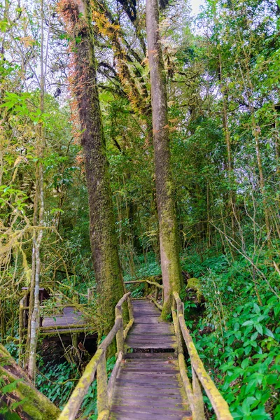 Ang Luang Naučná Stezka Naučná Stezka Přírodou Uvnitř Deštných Pralesů — Stock fotografie
