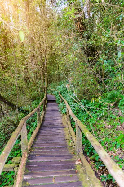 Ang Ka Luang doğa iz eğitim bir doğa iz içinde Chiang Mai, Tayland en yüksek Doi Inthanon Ulusal Park'ta bir yağmur ormanı var. fotoğrafçı ve turistler için çok popüler. Doğal ve seyahat kavramı.