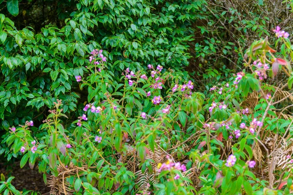 Gros Plan Fleur Pourpre Rhododendron Indien Singapour Rhododendron Senduduk Malabar — Photo