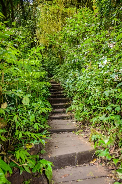 在热带热带雨林的丛林景观中领先的自然足迹 泰国清迈 公园的旅游背景 — 图库照片