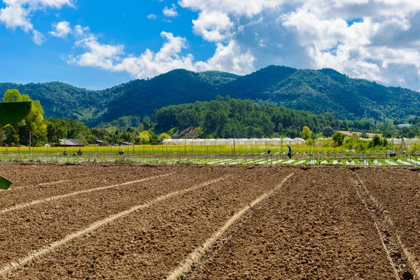 Preparation Soil Strawberry Cultivation Strawberry Field Partially Covered White Fleece Royalty Free Stock Photos