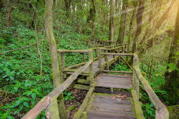 Ang Luang Nature Trail Educational Nature Trail Rainforest Peak Doi Stock Picture