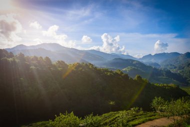 Manzara çay Ekim 2000 Doi Ang Khang, Chaing Mai, Tayland