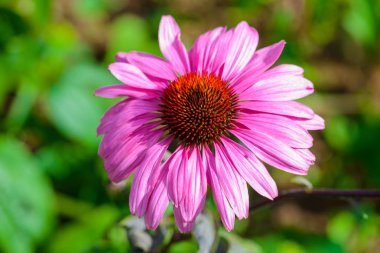 Bal arısı Royal tarım istasyonu Angkhang Chaing Mai Tayland çekmek için popüler bir bitki coneflower (Echinacea purpurea) mor