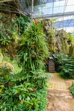 Sera bitki ve çiçekler göster Royal tarım Station Angkhang, Chiang Mai, Tayland. Halka açık yerlerde turizm