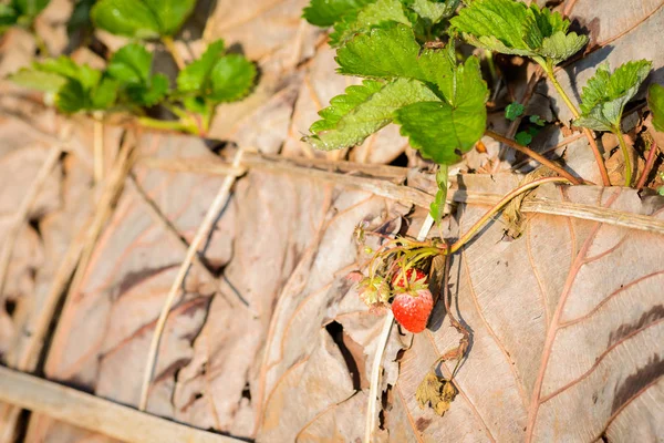 Gros Plan Lignes Culture Fraises Dans Une Ferme Fraises Doi — Photo