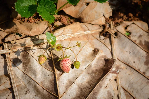 Gros Plan Lignes Culture Fraises Dans Une Ferme Fraises Doi — Photo