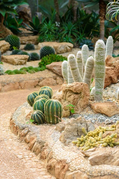 Group Many Cactus Species Gravel Growing Conservatory Greenhouse — Stock Photo, Image