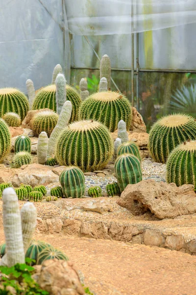 Grupo Muchas Especies Cactus Sobre Grava Que Crecen Invernadero — Foto de Stock