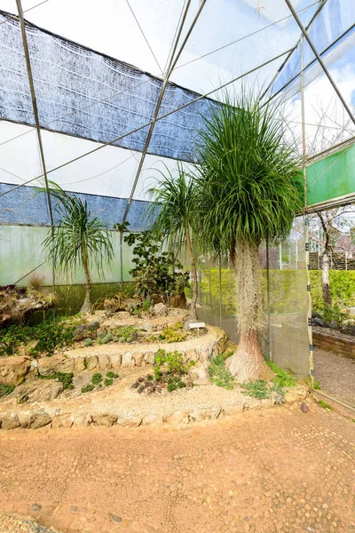 Sok Kaktusz Fajokat Kavics Konzervatórium Üvegházhatást Okozó Növekvő Csoportja — Stock Fotó