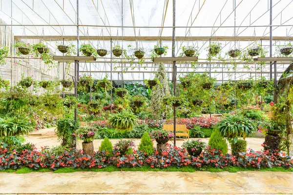 Espectáculo de plantas y flores de invernadero — Foto de Stock