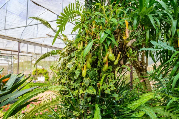 新植物 猴子杯热带植物 危险植物昆虫在温室 — 图库照片