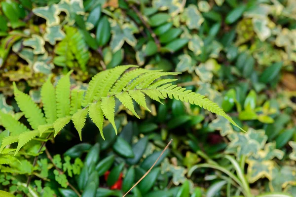 Nephrolepis Exaltata Σπαθί Φτέρη Ένα Είδος Φτέρης Της Οικογένειας Lomariopsidaceae — Φωτογραφία Αρχείου