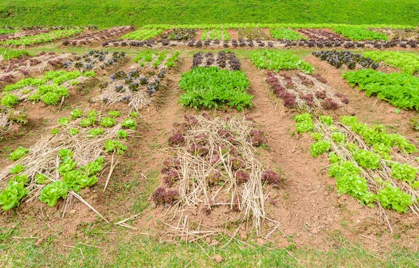 Orto Erbe Verdure Giardino Giardino Giardino Formale Giardinaggio Ecologico — Foto Stock
