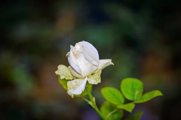 特写玫瑰与芽在一个浪漫的花卉花园 玫瑰园苗圃带植物标本 — 图库照片