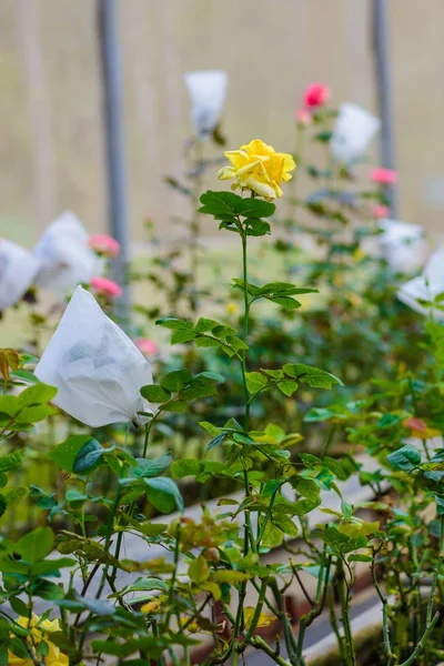 Närbild Ros Med Knoppar Romantisk Blomma Trädgård Ökade Trädgård Plantskola — Stockfoto