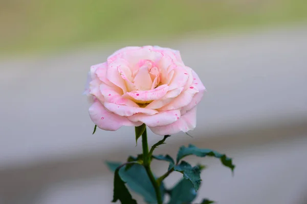 Closeup Rosa Com Botões Jardim Flores Romântico Viveiro Rosas Com — Fotografia de Stock