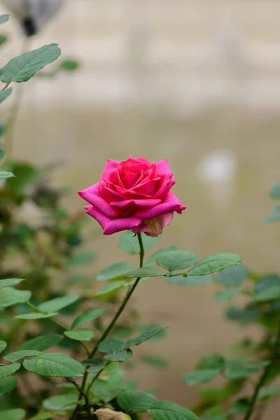 Rose mit Knospen in einem romantischen Blumengarten. — Stockfoto