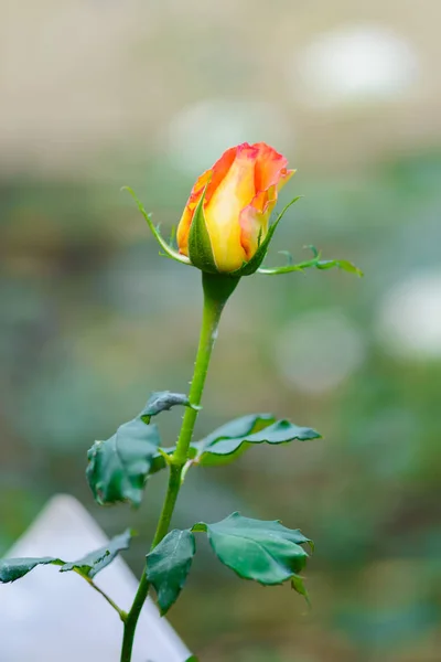 Closeup Steeg Met Knoppen Een Romantische Bloementuin Rose Tuin Kwekerij — Stockfoto