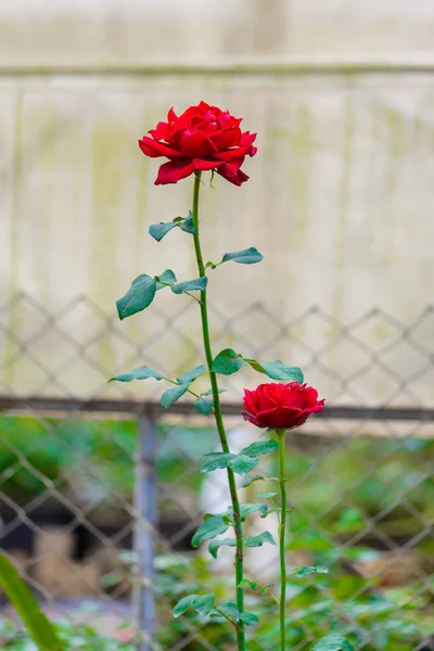 Closeup Rosa Com Botões Jardim Flores Romântico Viveiro Rosas Com — Fotografia de Stock