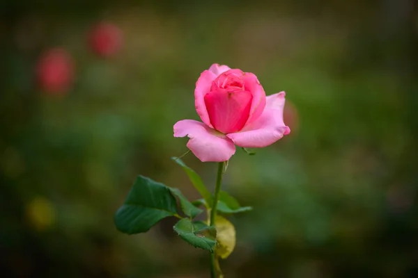 Rosa con brotes en un romántico jardín de flores . —  Fotos de Stock