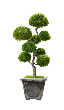 Bonsai ağacı, beyaz arka plan üzerinde izole cüce ağaç