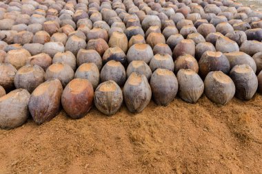 Kesme başıdır doğurmak için Hindistan cevizi parfüm