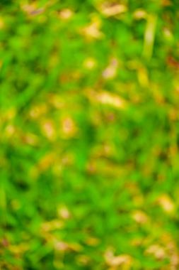 Yeşil bulanık arkaplan ve güneş ışığı