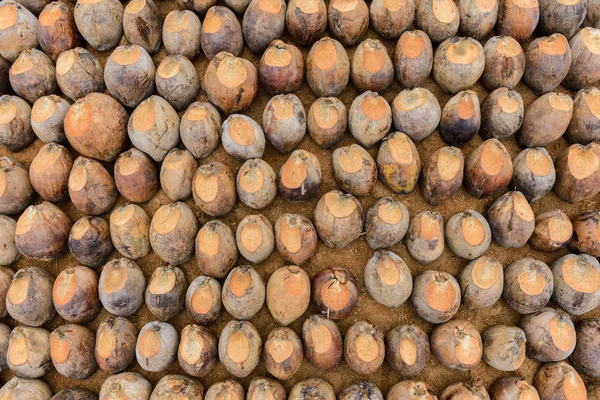 Perfume de coco é cabeça de corte para Raças — Fotografia de Stock