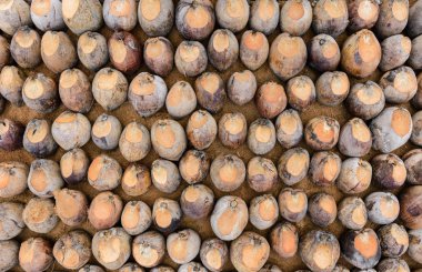 Kesme başıdır doğurmak için Hindistan cevizi parfüm