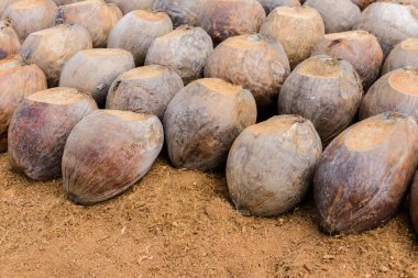 Kesme başıdır doğurmak için Hindistan cevizi parfüm