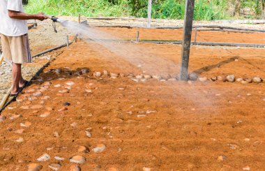 Bahçıvanlar doğurmak için Hindistan cevizi parfüm tarlaları sulanıyor