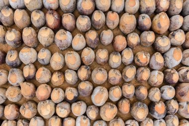 Kesme başıdır doğurmak için Hindistan cevizi parfüm